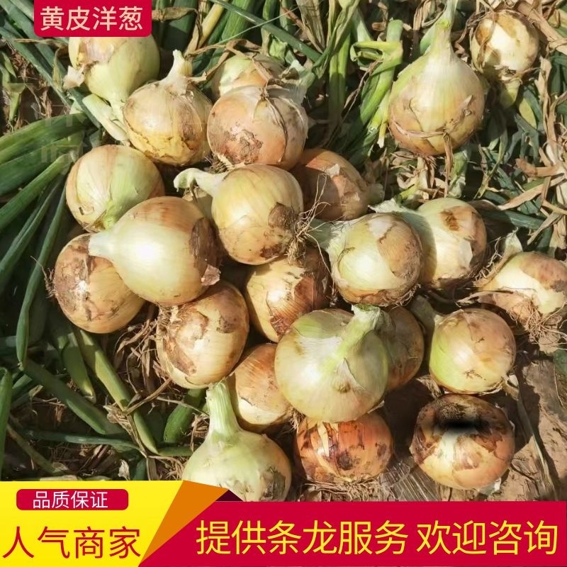 【洋葱】金乡精品黄洋葱个头圆润品质优欢迎选购