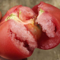 硬粉西红柿产地一手会员大量供应保证质量可视频