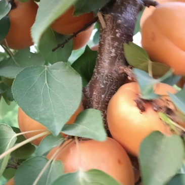 【推荐】商丘精品金太阳杏，量大从优，欢迎老板视频看货