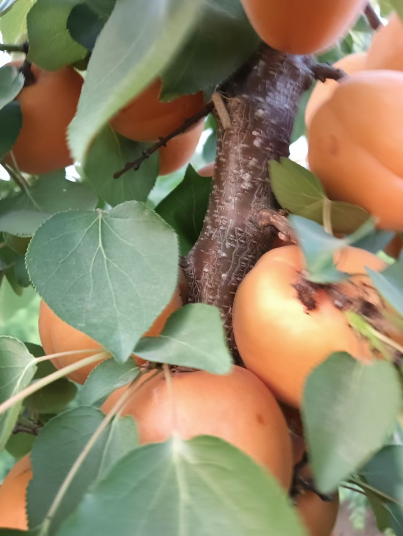 【推荐】商丘精品金太阳杏，量大从优，欢迎老板视频看货