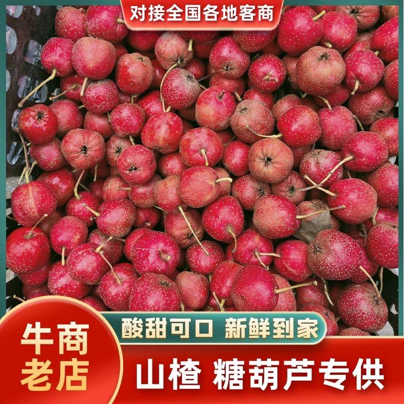 【推荐】河北精品山楂，大五菱山楂，冰糖葫芦专用，规格齐全