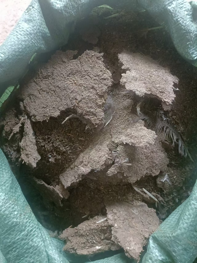 【鸡粪】广东基地直供质量保证货源充足量大优惠欢迎订购