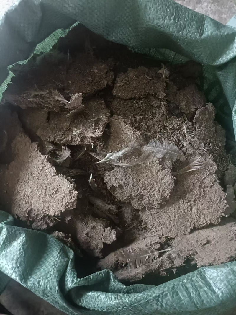 【鸡粪】广东基地直供质量保证货源充足量大优惠欢迎订购