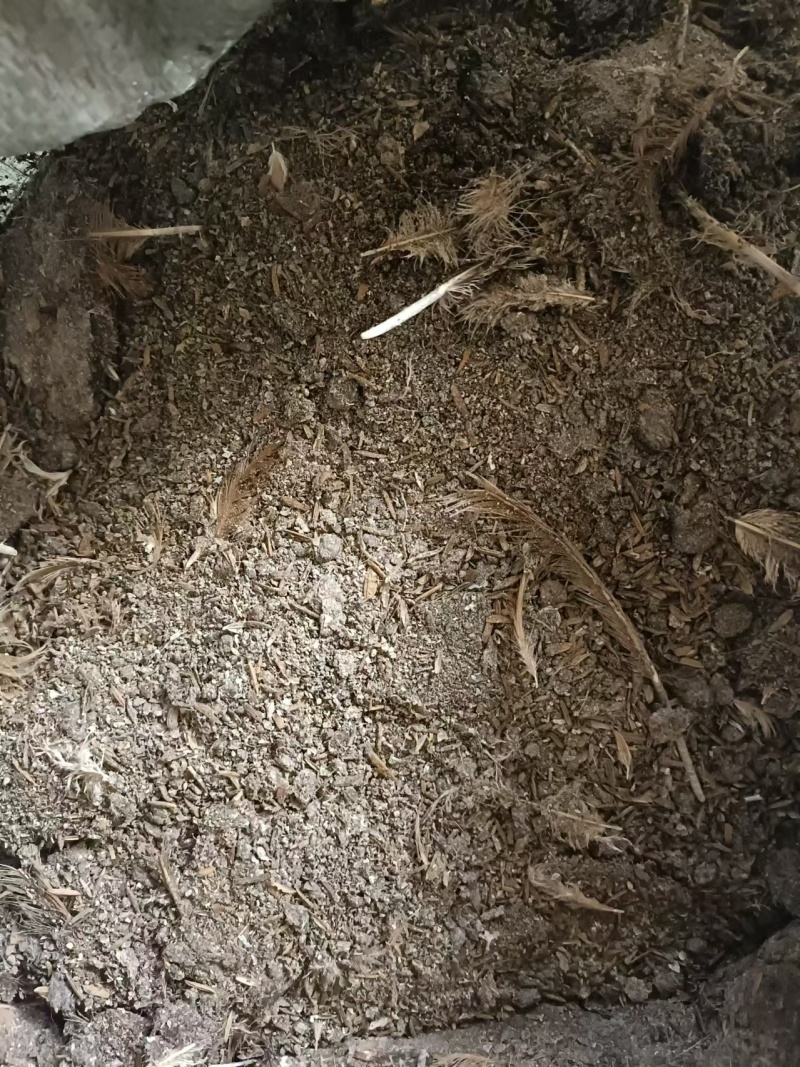 【鸡粪】广东基地直供质量保证货源充足量大优惠欢迎订购