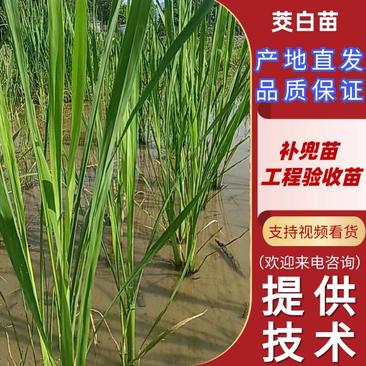 茭白苗大量供应基地直发技术支持全国发货