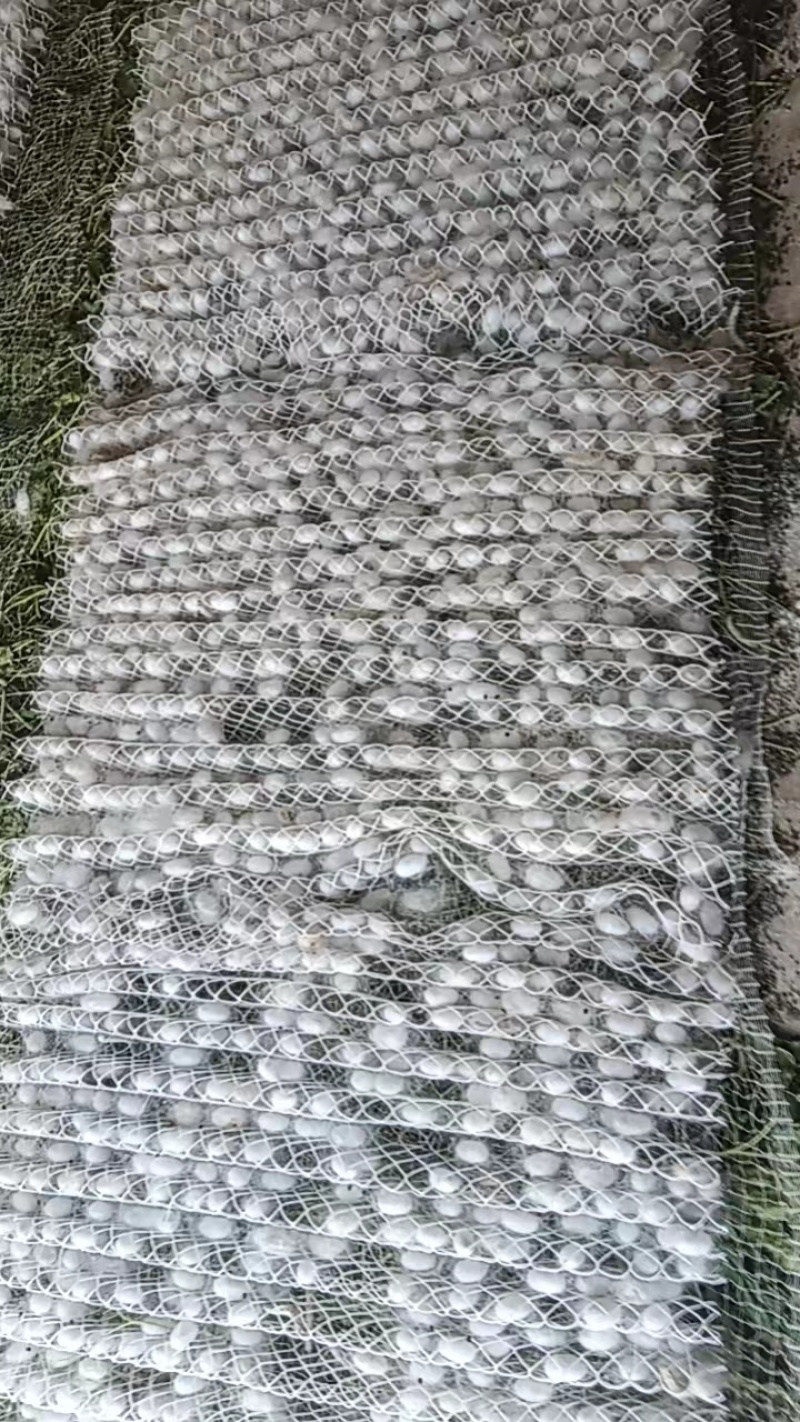 蚕茧江西蚕茧大量供应一手货源可视频看货欢迎咨询