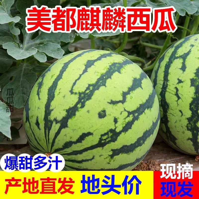 精品无籽美都麒麟西瓜现摘现发皮薄多汁口感甘甜