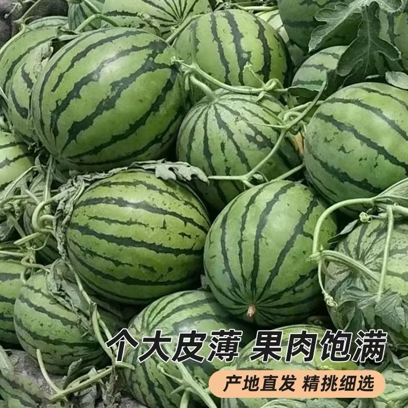 精品无籽美都麒麟西瓜现摘现发皮薄多汁口感甘甜