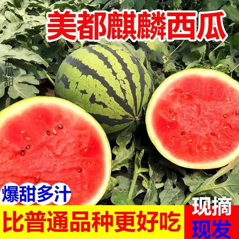 精品无籽美都麒麟西瓜现摘现发皮薄多汁口感甘甜