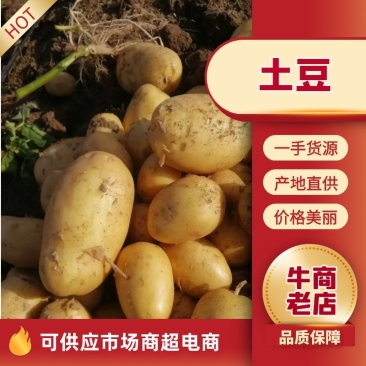 南阳精品产地直发黄心土豆荷兰沃土开始大量供中