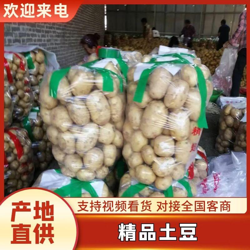 南阳大量供应精品土豆黄心沃土荷兰土豆超市市场