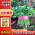 香菜大量上市全国发货产地供货一手货源欢迎咨询采购
