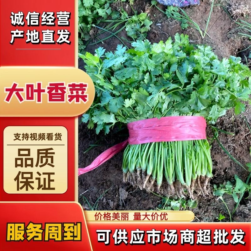 香菜大量上市全国发货产地供货一手货源欢迎咨询采购
