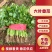香菜大量上市全国发货产地供货一手货源欢迎咨询采购