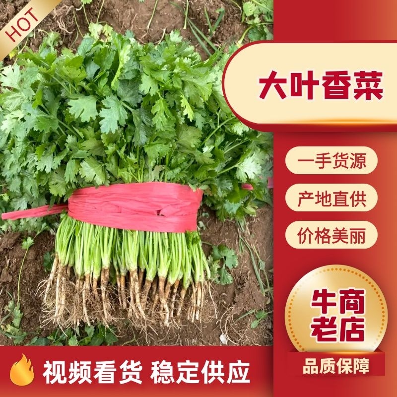 香菜大量上市全国发货产地供货一手货源欢迎咨询采购