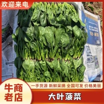 辽宁凌海菠菜大叶菠菜量大质优基地供应全国直销