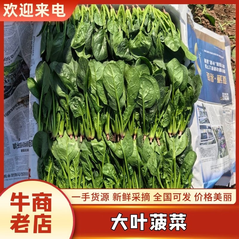 凌海大叶菠菜产地供货对接市场商超量大