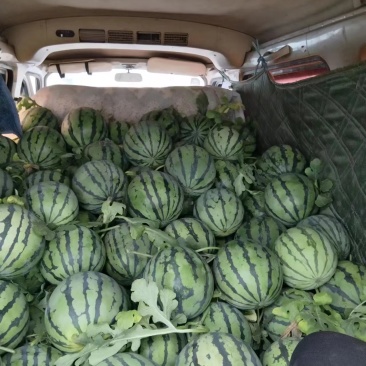 【精品美都西瓜】天津基地直供质量保证包熟包甜一手货源