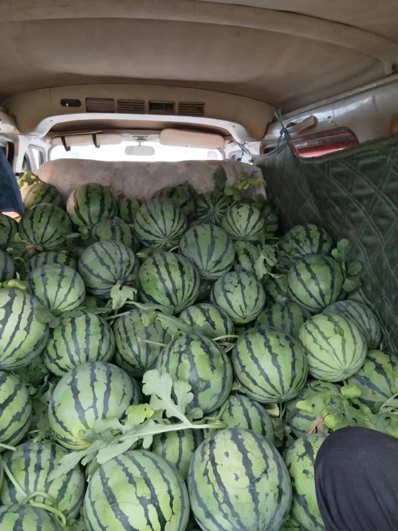 【精品美都西瓜】天津基地直供质量保证包熟包甜一手货源