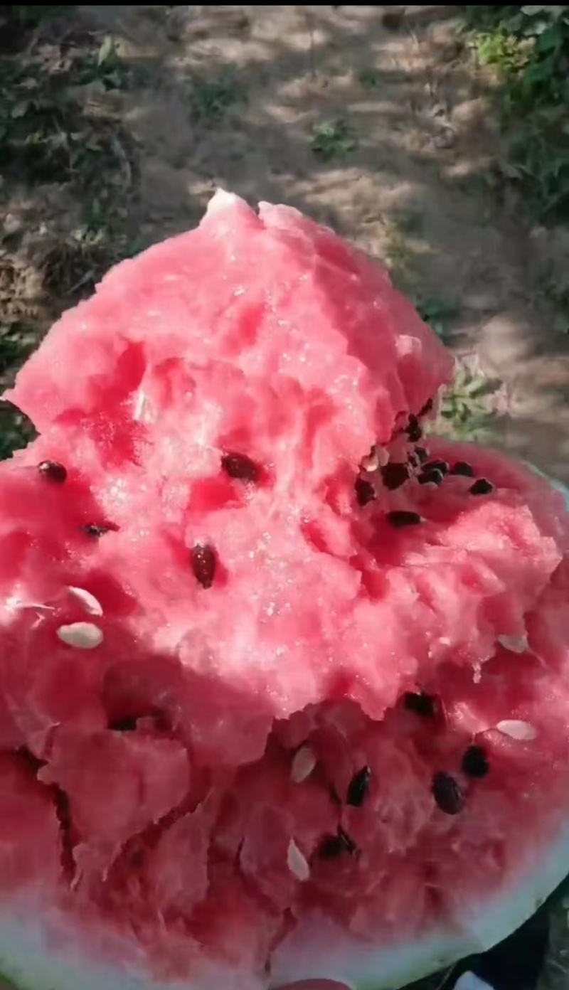 【精品美都西瓜】天津基地直供质量保证包熟包甜一手货源