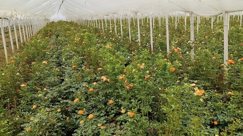 【云南昆明】玫瑰花苗，根须发达成活率高基地直发欢迎咨询