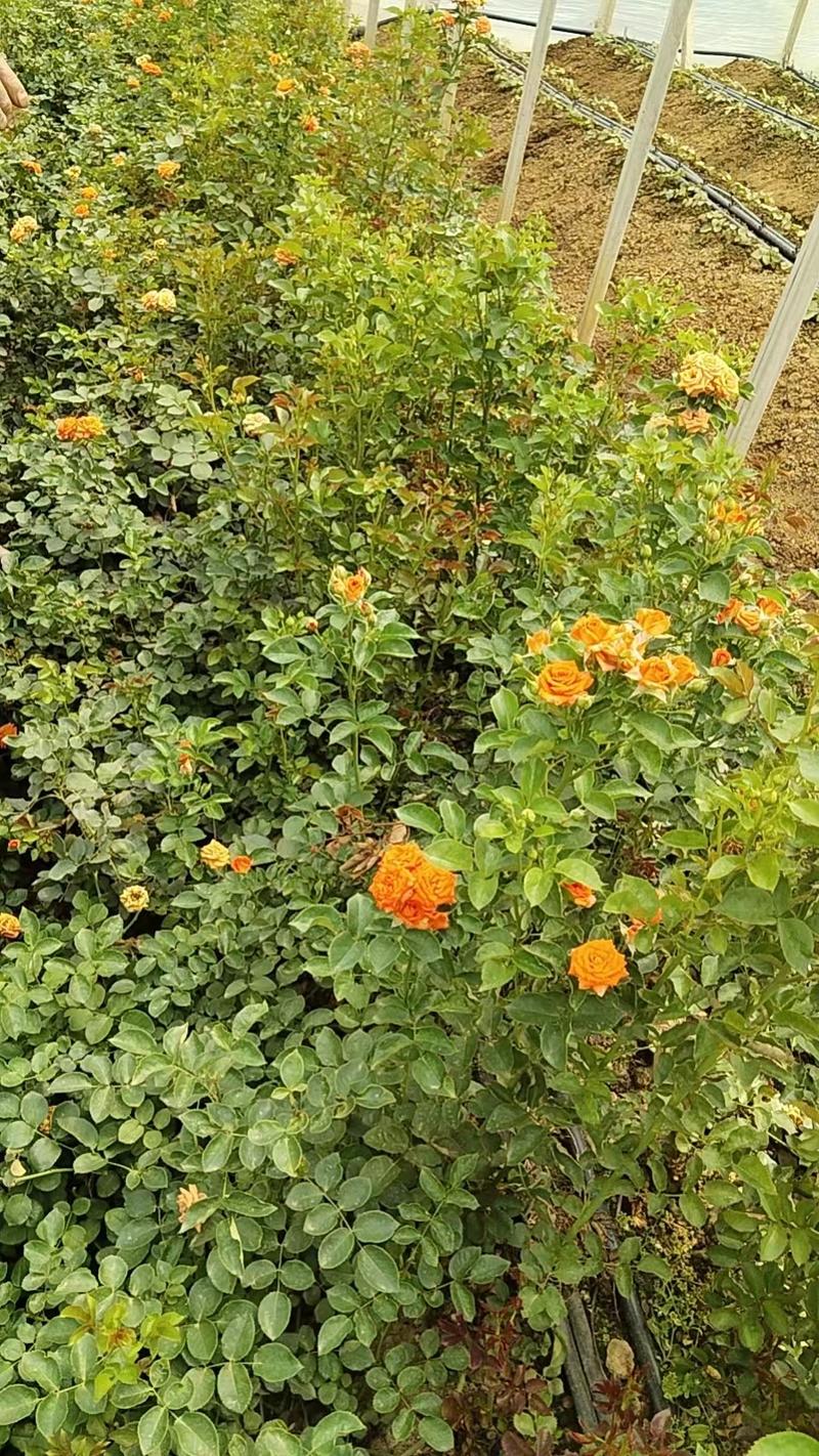 云南昆明玫瑰花苗根大叶绿，成活率高，基地直发一手货源