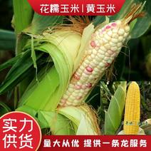 【花糯玉米】福建玉米彩玉米产地直发货源充足欢迎来电