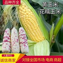 【玉米】福建糯玉米黄玉米大量供应提供一条龙服务
