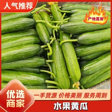 精品水果黄瓜产地产现摘现发品质保证