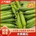 精品水果黄瓜产地产现摘现发品质保证