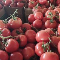 山东西红柿硬粉西红柿基地直发对接批发商超市市场诚信经营