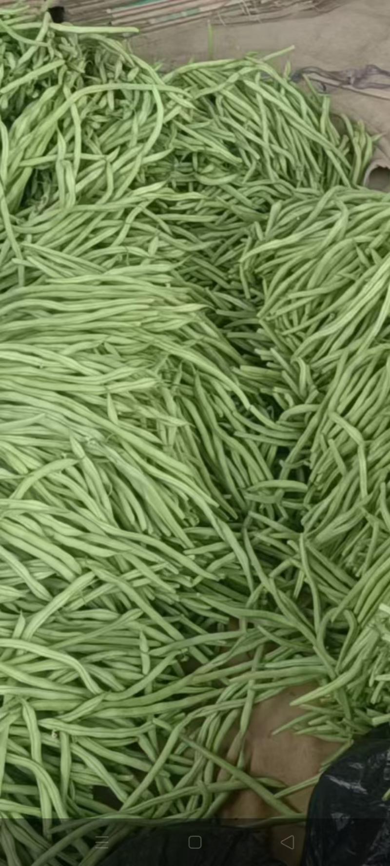架豆王豆角优质豆角量大价格低产地发货欢迎咨询价格低