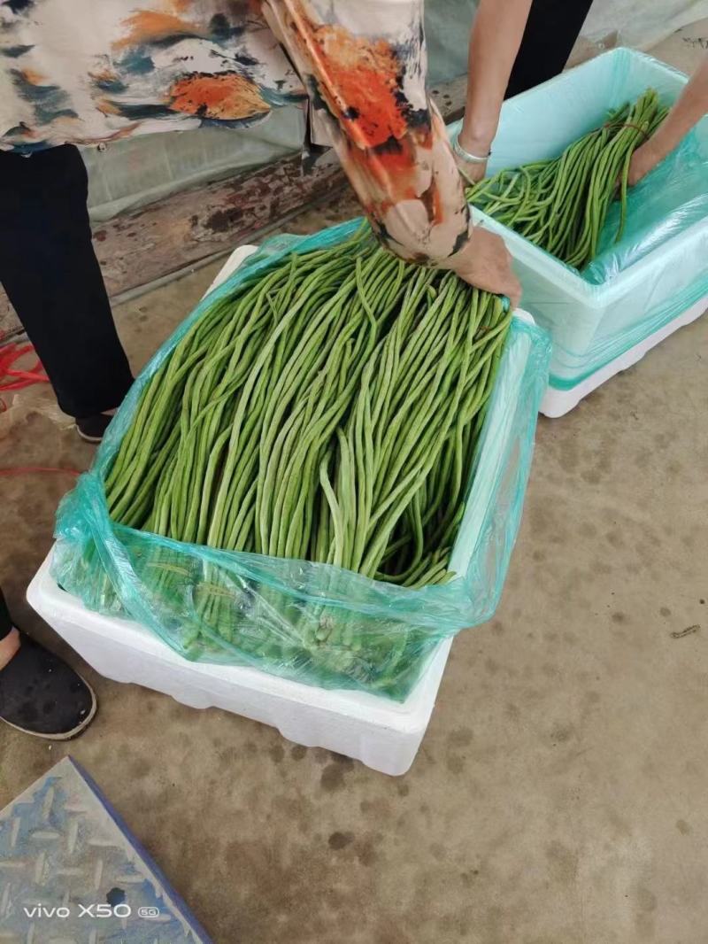 优质豆角长条青豆角优质货价格低欢迎咨询下单