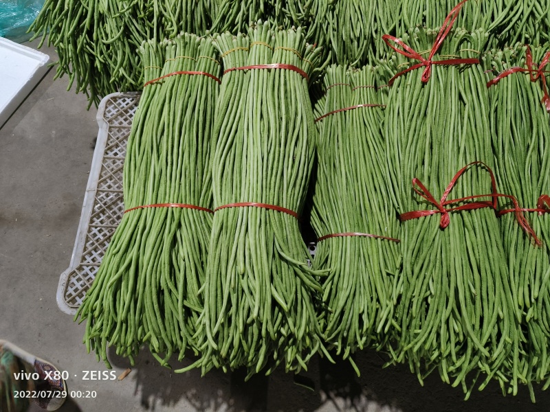 优质豆角长条青豆角优质货价格低欢迎咨询下单