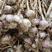 紫皮蒜优质大蒜山东产地供货市场电商对接欢迎咨询