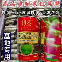 红金玉1号莴笋种子红皮莴笋莴耐寒肉绿质脆皮薄肉厚