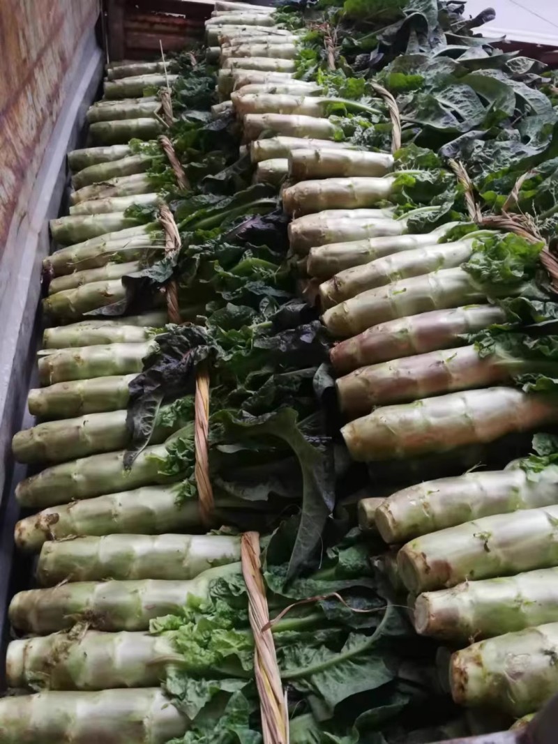 红金玉1号莴笋种子红皮莴笋莴耐寒肉绿质脆皮薄肉厚