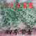 基地常春藤四季青绿植爬藤植物围墙遮阴耐寒园林地被绿化苗木