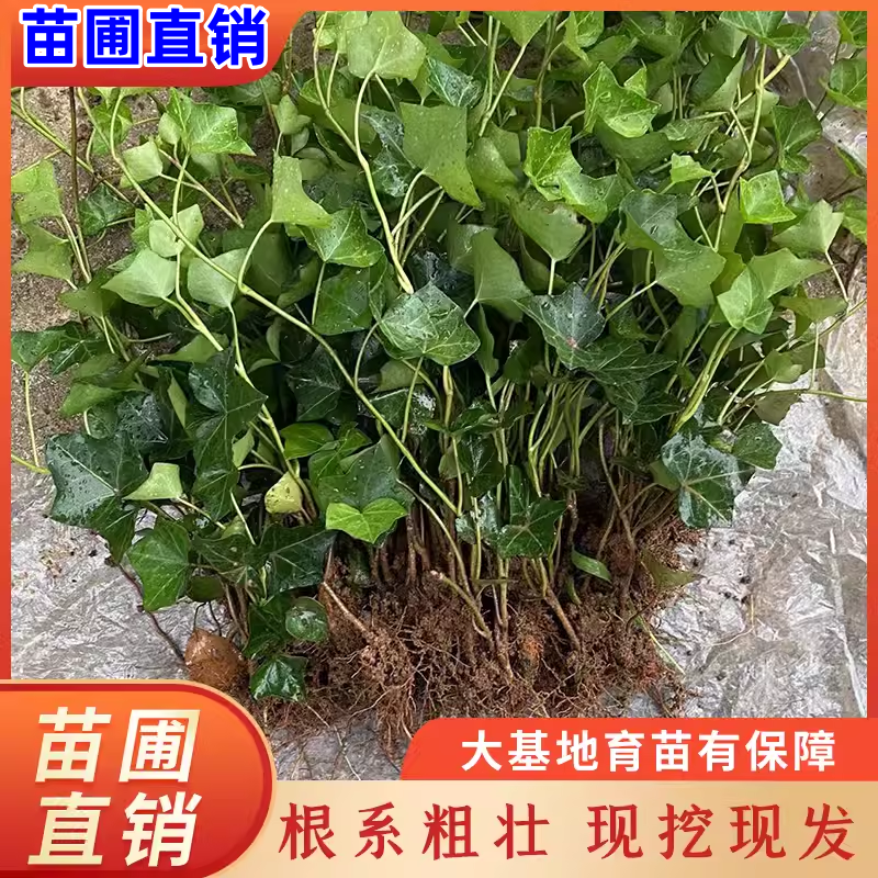 基地常春藤四季青绿植爬藤植物围墙遮阴耐寒园林地被绿化苗木