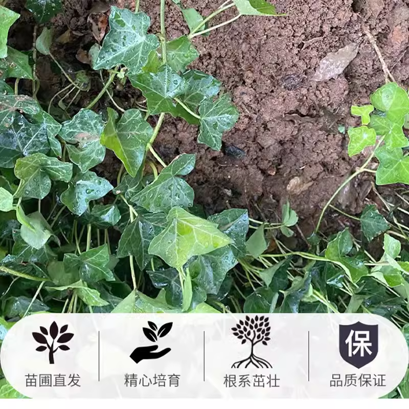 基地常春藤四季青绿植爬藤植物围墙遮阴耐寒园林地被绿化苗木