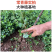 基地常春藤四季青绿植爬藤植物围墙遮阴耐寒园林地被绿化苗木