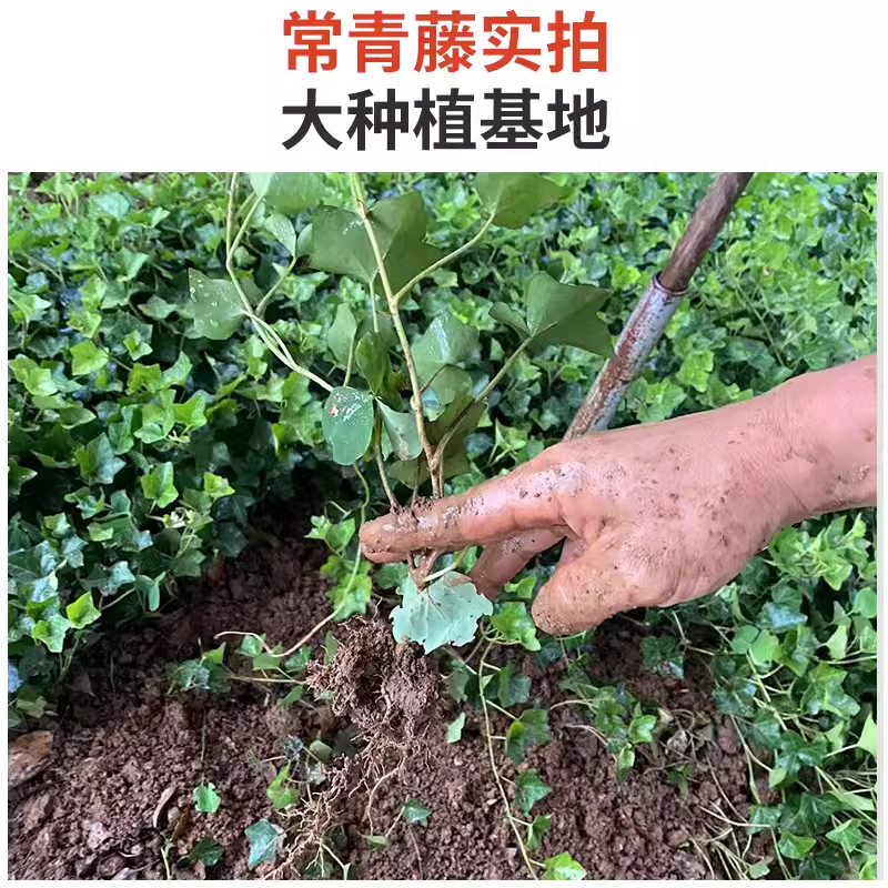 基地常春藤四季青绿植爬藤植物围墙遮阴耐寒园林地被绿化苗木