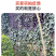 基地常春藤四季青绿植爬藤植物围墙遮阴耐寒园林地被绿化苗木