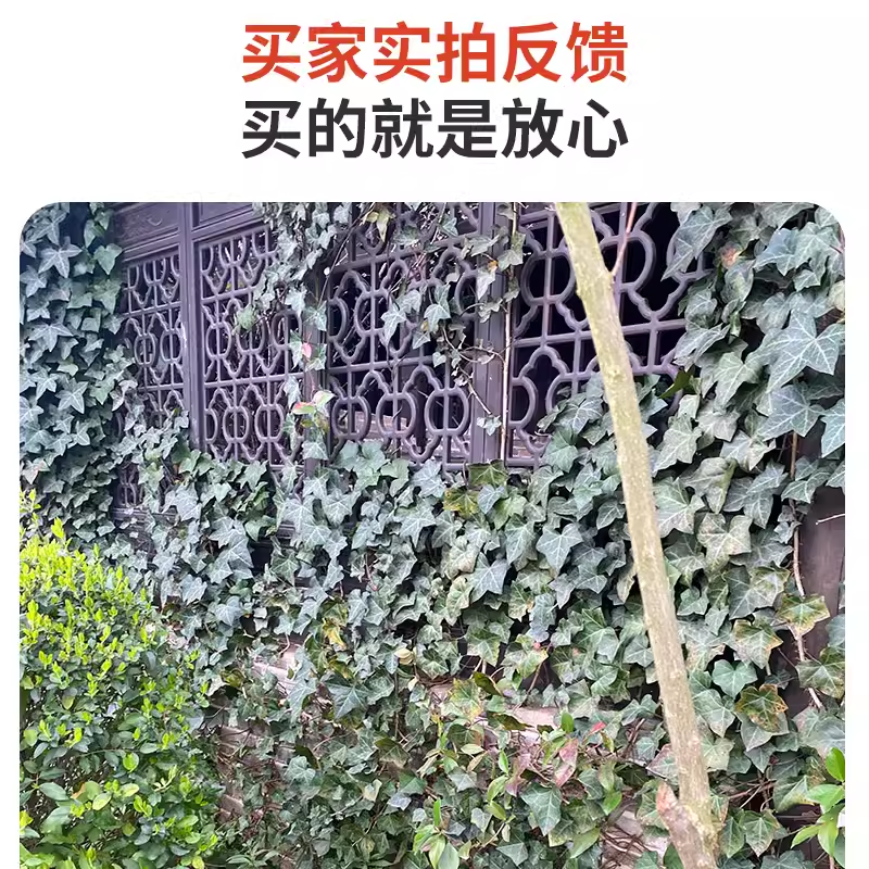 基地常春藤四季青绿植爬藤植物围墙遮阴耐寒园林地被绿化苗木