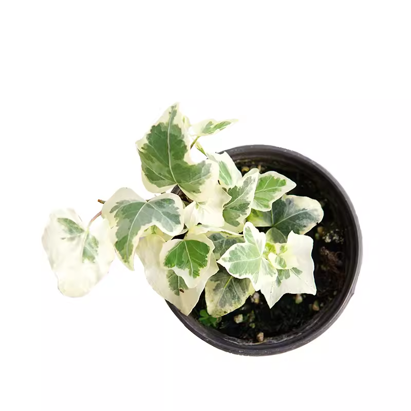 基地常春藤四季青绿植爬藤植物围墙遮阴耐寒园林地被绿化苗木