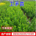 基地常春藤四季青绿植爬藤植物围墙遮阴耐寒园林地被绿化苗木
