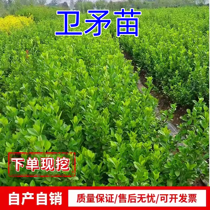 基地常春藤四季青绿植爬藤植物围墙遮阴耐寒园林地被绿化苗木