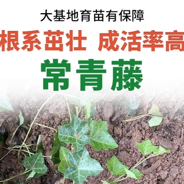 基地常春藤四季青绿植爬藤植物围墙遮阴耐寒园林地被绿化苗木
