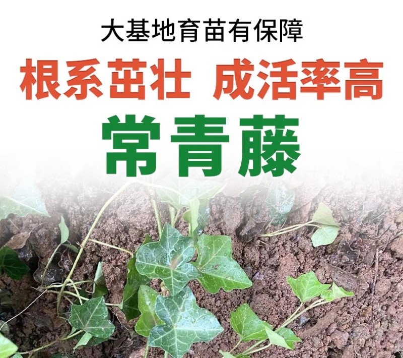基地常春藤四季青绿植爬藤植物围墙遮阴耐寒园林地被绿化苗木