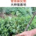 基地常春藤四季青绿植爬藤植物围墙遮阴耐寒园林地被绿化苗木